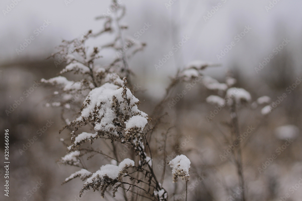 winter background with dried grass covered with snow,rural landscape winter background with dried grass covered with snow,rural landscape