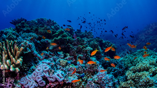 Anthias fish swimming over the reef in Fiji
