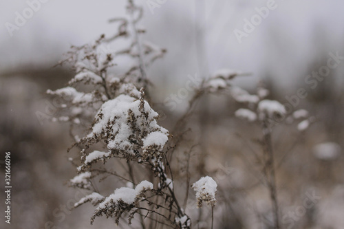 winter background with dried grass covered with snow rural landscape