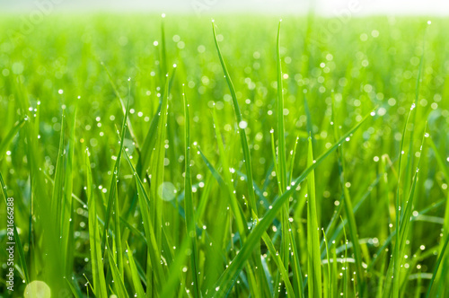 Grass field close-up