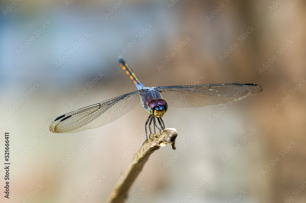 blue dragonfly blue dragonfly