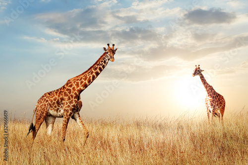 Giraffe in the African savanna against the backdrop of beautiful sunset. Serengeti National Park. Tanzania. Africa. Copy space.
