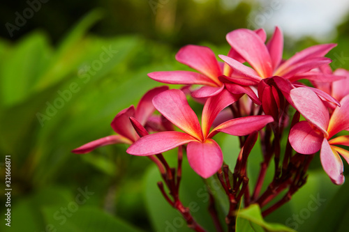 Pink plumeria blossom