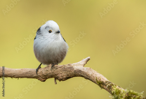 Long tailed tit (Aegithalos caudatus)