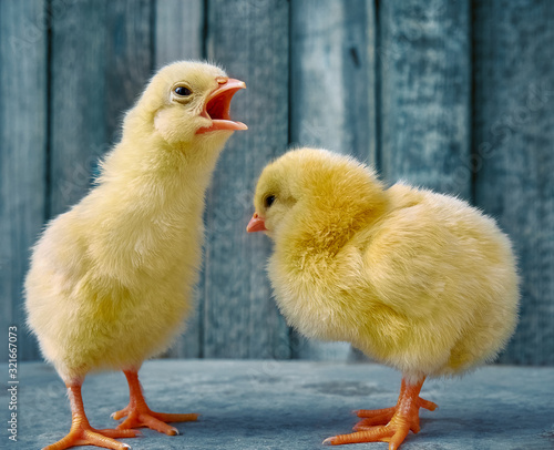 Little yellow cute baby chicks.