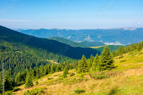 mountain scenery in the morning. coniferous trees on forested hillside with grassy slopes. sunny weather with cloudless sky. svydovets ridge in the distance