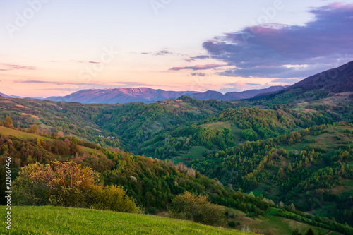 Fototapeta Naklejka Na Ścianę i Meble -  rural landscape in mountains at dusk. amazing view of carpathian countryside with fields and trees on rolling hills. glowing purple clouds on the sky. calm weather in springtime