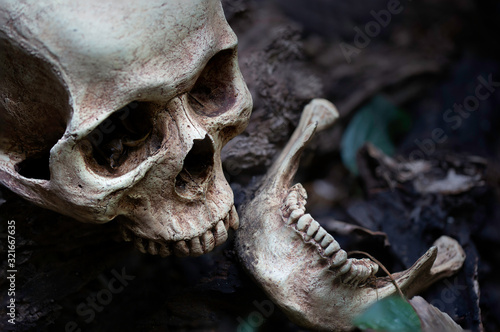 Skull and jaw put on old timber in the scary graveyard which has dim light ground background