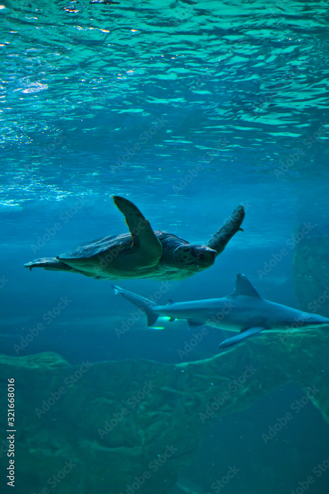 Fototapeta premium Sea Turtle at the Aquarium of Madrid, Spain