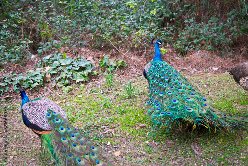Obraz premium Beautiful peacock