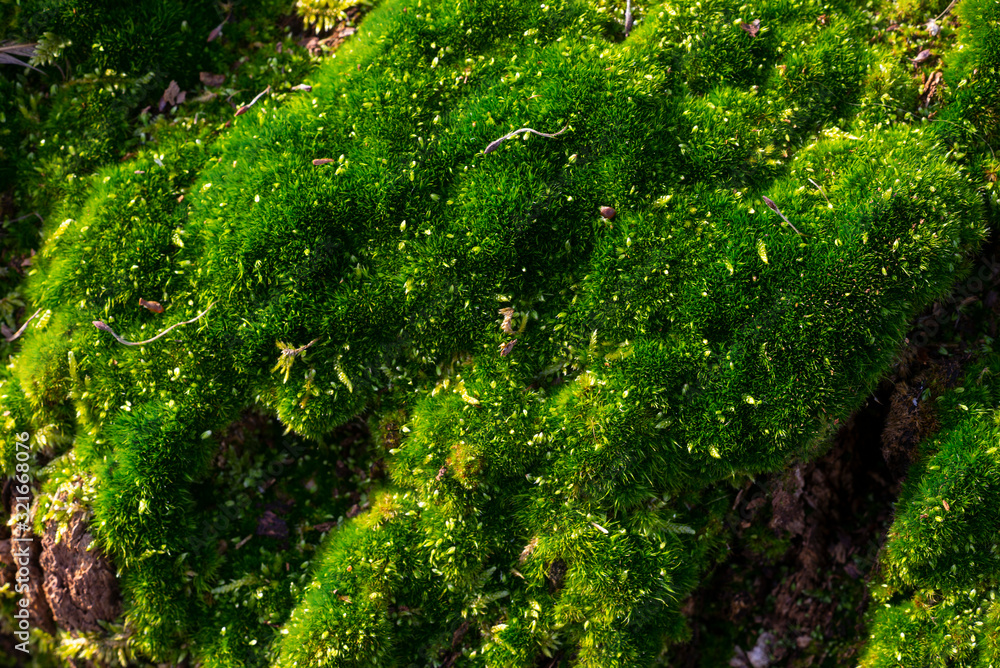 mousse verte en forêt. green moss in forest. mousse verte en forêt. green moss in forest.