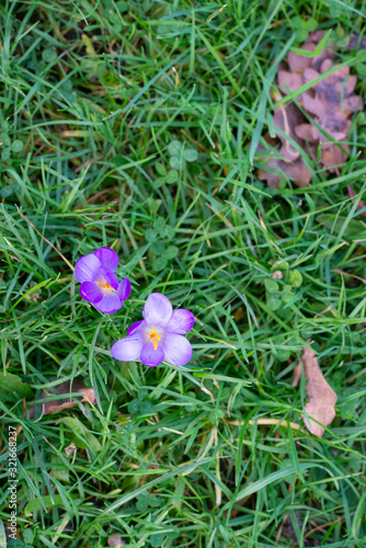 fleur violet,  crocus. flower, purple crocus