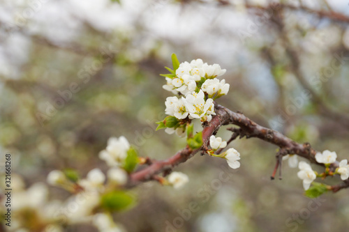 flowering plum tree