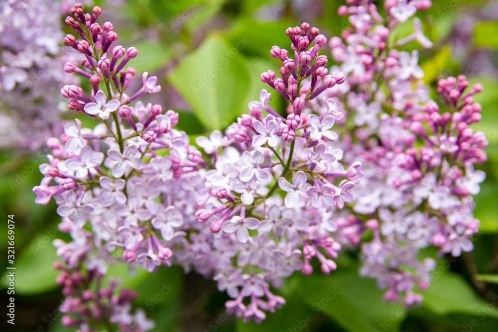 Lilac (Syringa vulgaris) blooming, Moscow, Russia