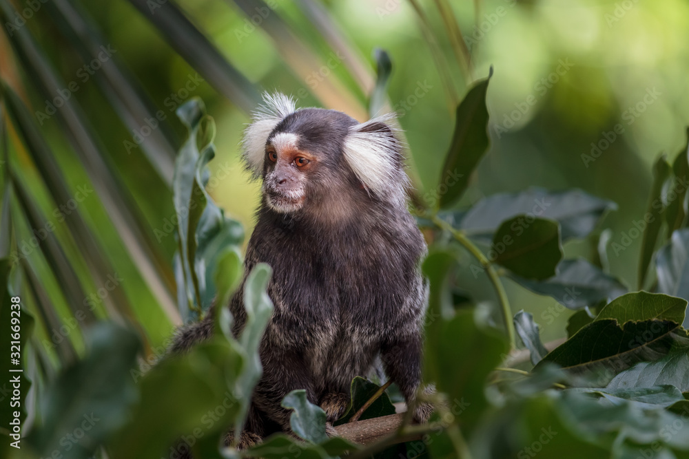 Fototapeta premium Sagui Monkey