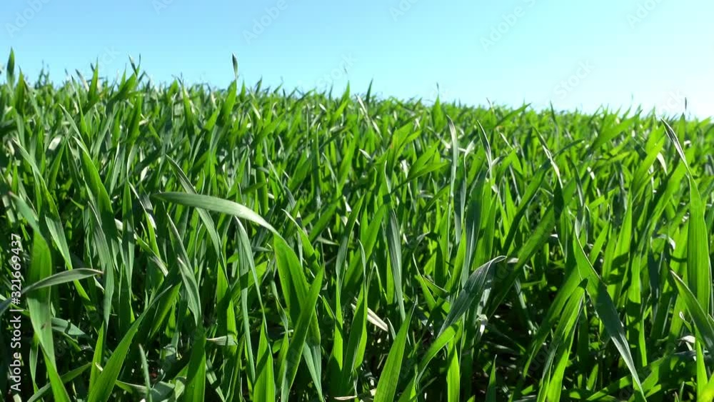 Ackerbau und Landwirtschaft - Kamerafahrt durch grüne Getreidehalme Ackerbau und Landwirtschaft - Kamerafahrt durch grüne Getreidehalme
