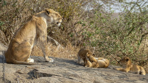 A lioness watches her cubs on a rock...