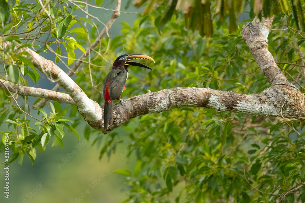 Fototapeta premium Chestnut-eared aracari, or chestnut-eared araçari (Pteroglossus castanotis), is a bird native to central and south-eastern South America. 