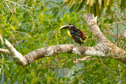 Chestnut-eared aracari, or chestnut-eared araçari (Pteroglossus castanotis), is a bird native to central and south-eastern South America.  © Milan