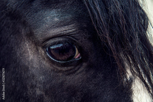 Close up of a eye of a black horse