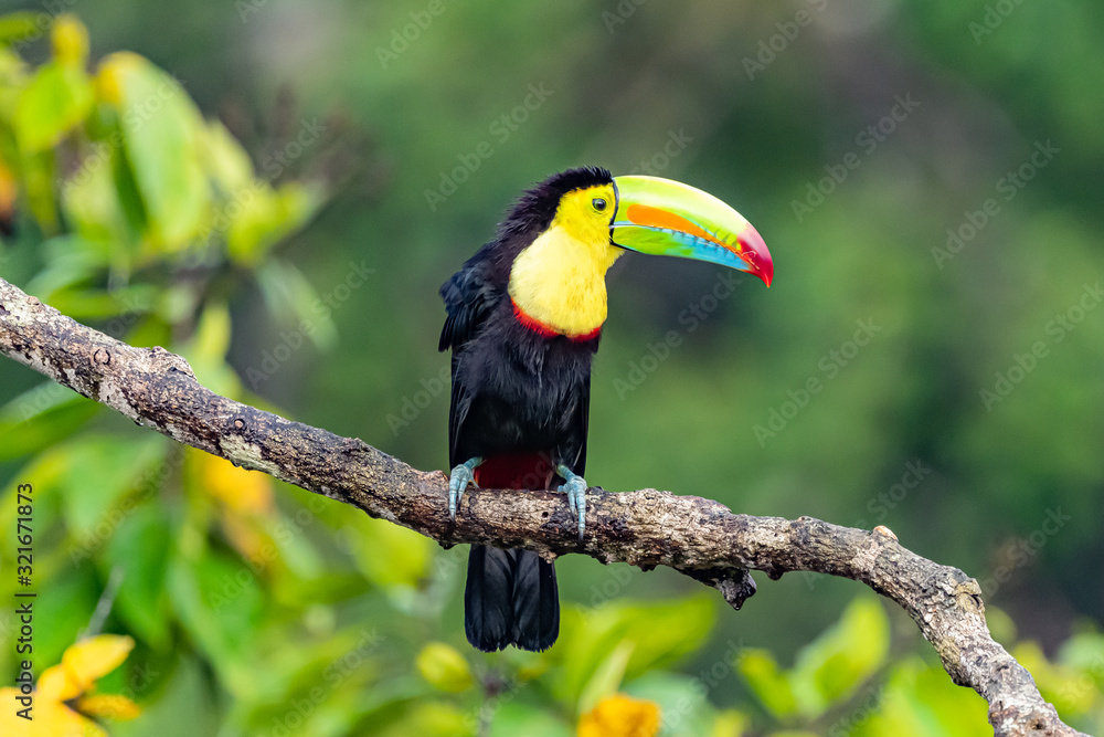 Obraz premium Ramphastos sulfuratus, Keel-billed toucan The bird is perched on the branch in nice wildlife natural environment of Costa Rica