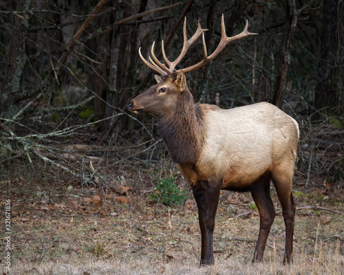 Bull Elk Cataloochee