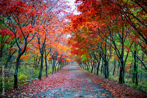 Fall Foliage in Seoul's Gwanaksan Tree Park