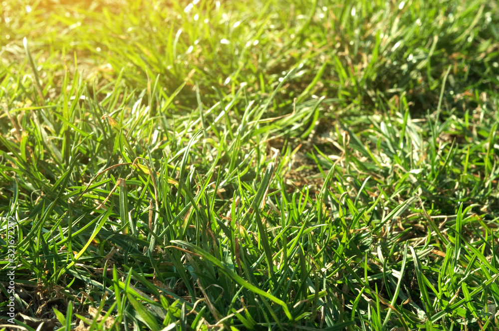 green background of fresh spring grass. Uncut lawn in the garden in the sun. succulent grass for, template for design. copy space. green background of fresh spring grass. Uncut lawn in the garden in the sun. succulent grass for, template for design. copy space.
