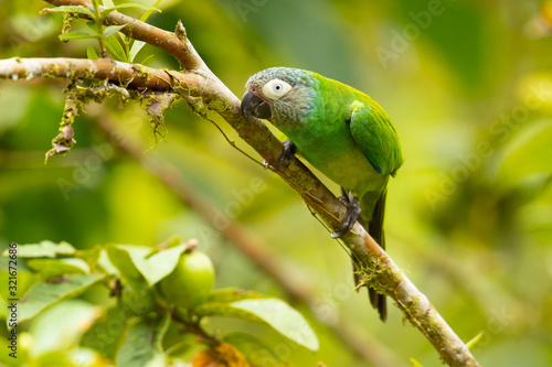 Dusky-headed parakeet (Aratinga weddellii), also known as Weddell's conure or dusky-headed conure in aviculture, is a small green Neotropical parrot with dusty grey head found in South America