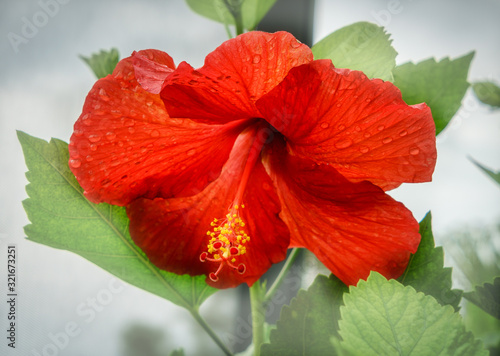 Hibiscus with Dew Closeup Red
