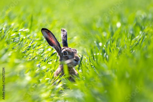 Hase im Feld 4