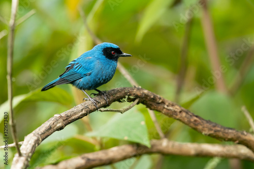 Masked flowerpiercer (Diglossa cyanea) is a species of bird in the tanager family, Thraupidae. It is found in humid montane forest and scrub in Venezuela, Colombia, Ecuador, Peru and Bolivia. © Milan
