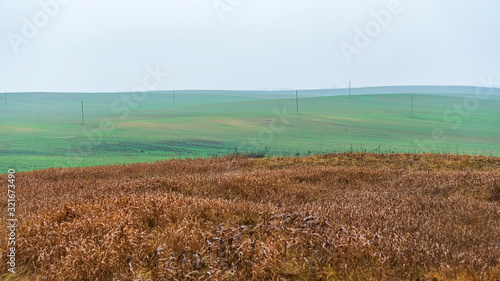 Agricultural field of winter wheat under the fog