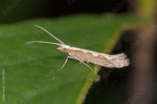 The diamondback moth (Plutella xylostella), sometimes called the cabbage moth, is a moth species of the family Plutellidae