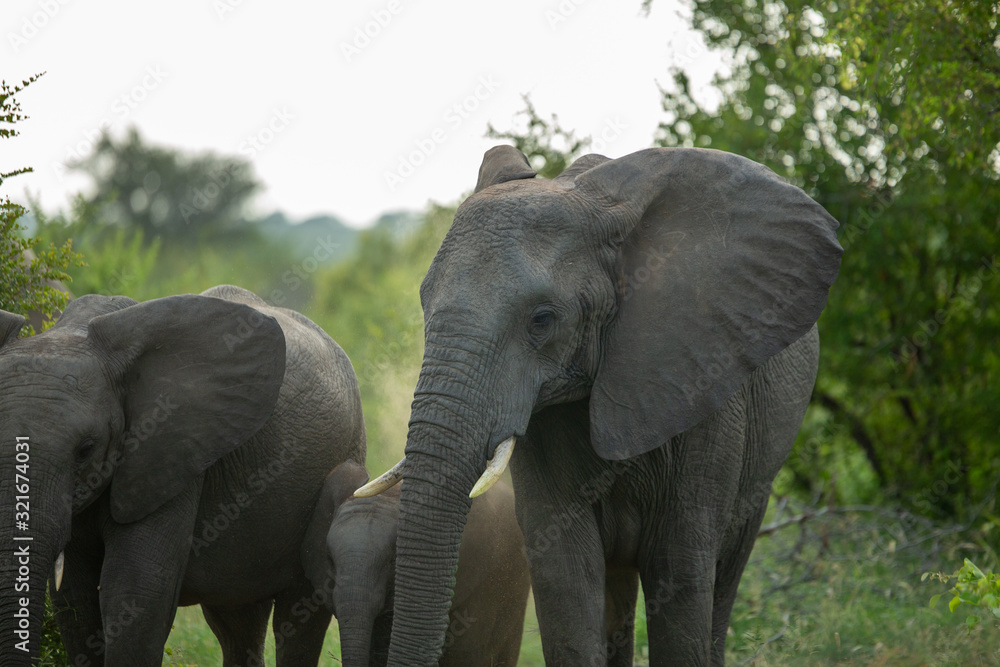 Obraz premium Elephant standing in the road feeding. 