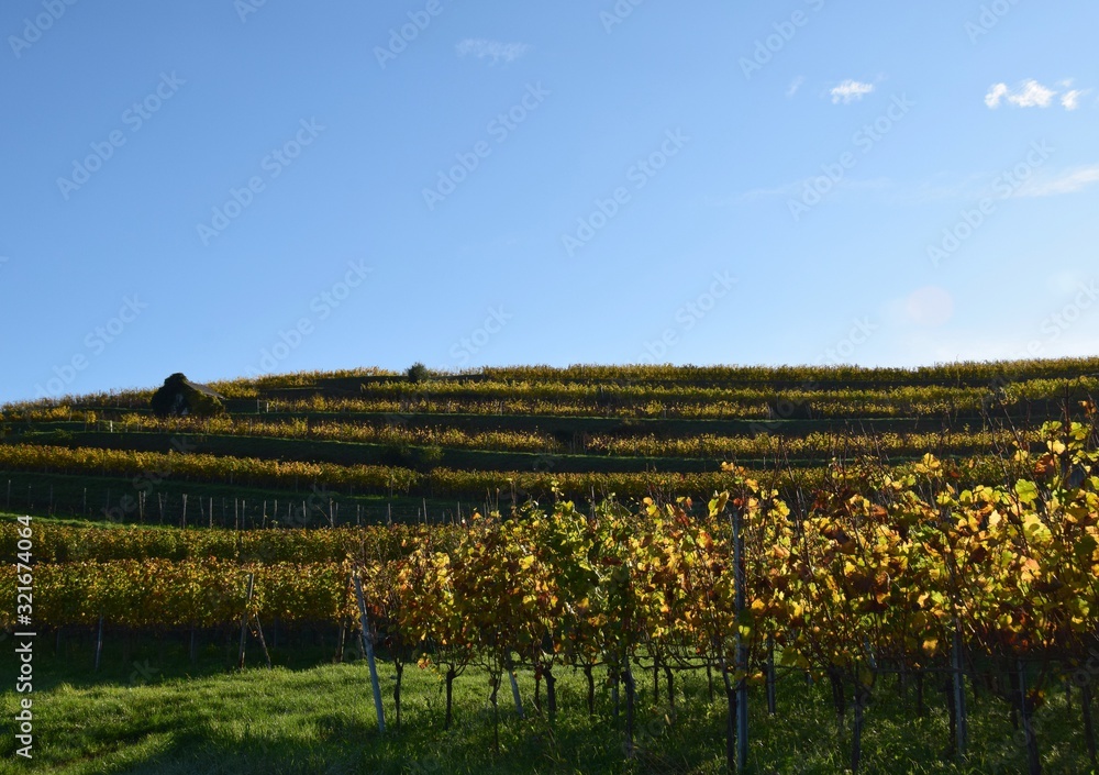 low angle view across the vineyards  of the Schutterlindenberg, Lahr Baden Germany