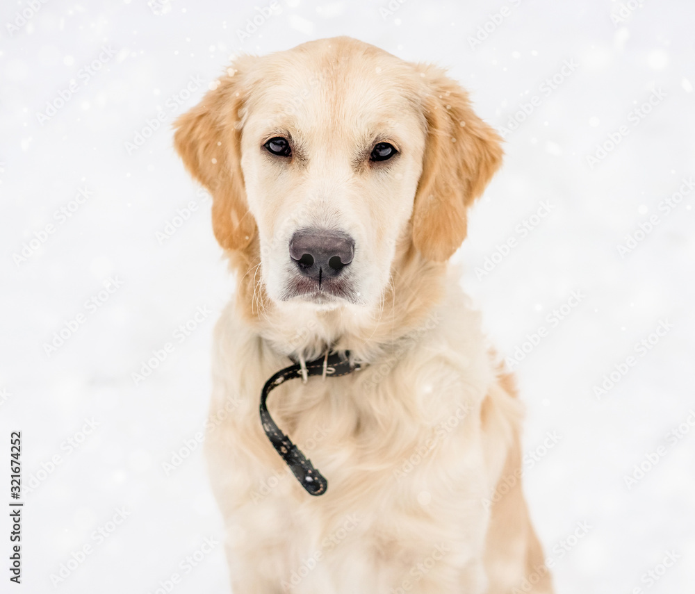 Cute dog muzzle in snowflakes Cute dog muzzle in snowflakes