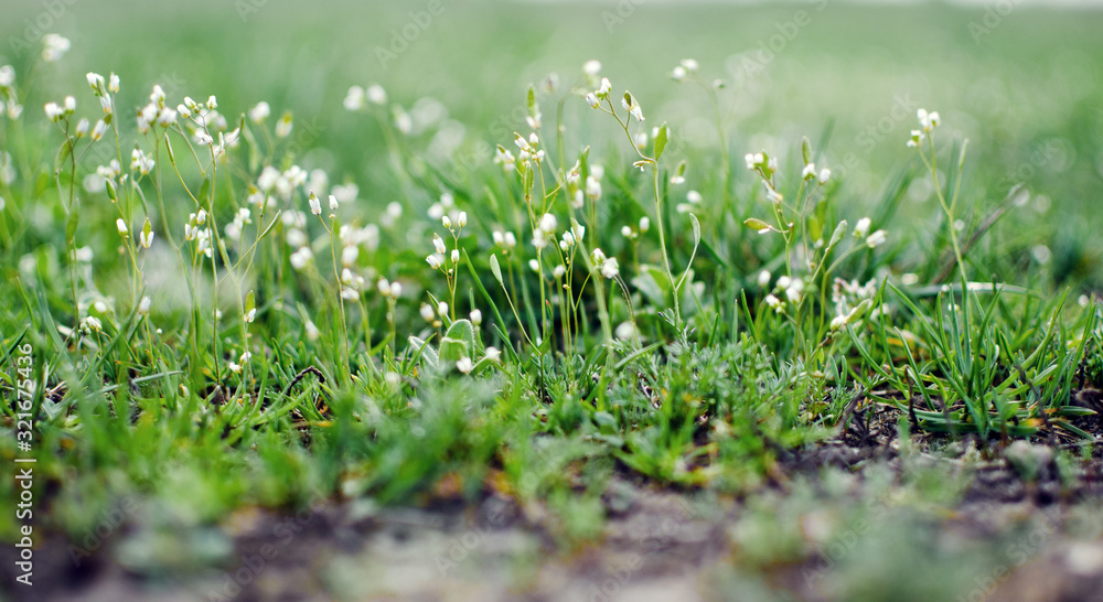 Fresh juicy green grass for summer Fresh juicy green grass for summer