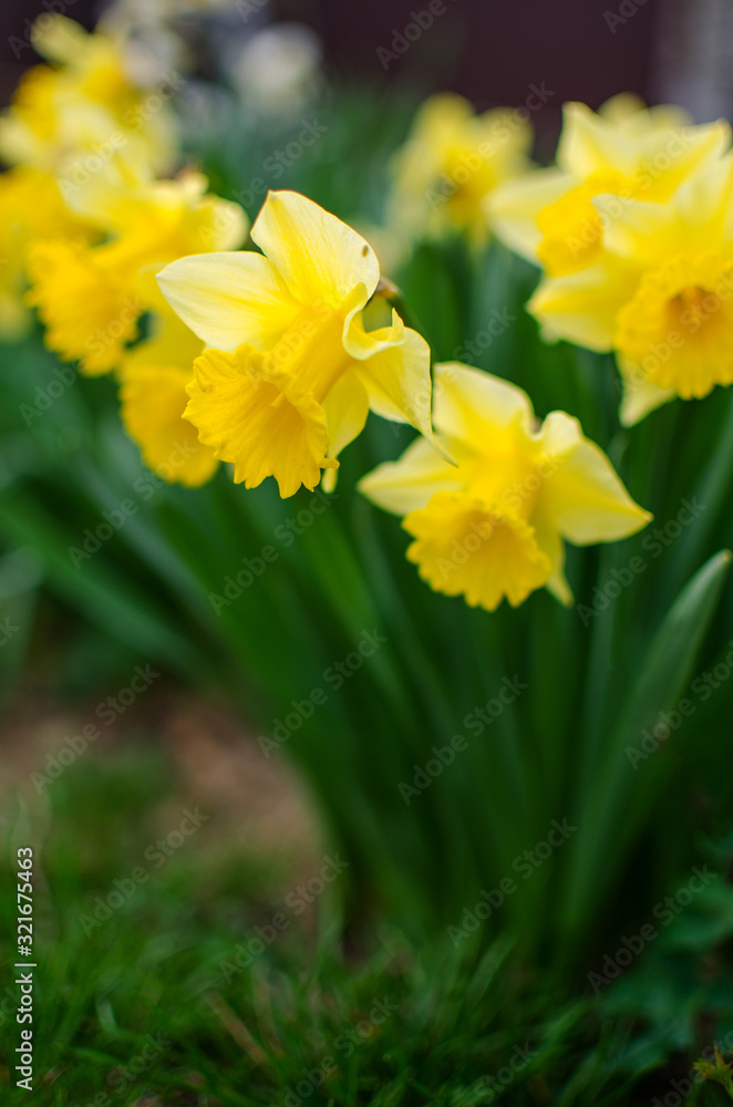 Wonderful daffodil flowers bloom in spring outdoors Wonderful daffodil flowers bloom in spring outdoors