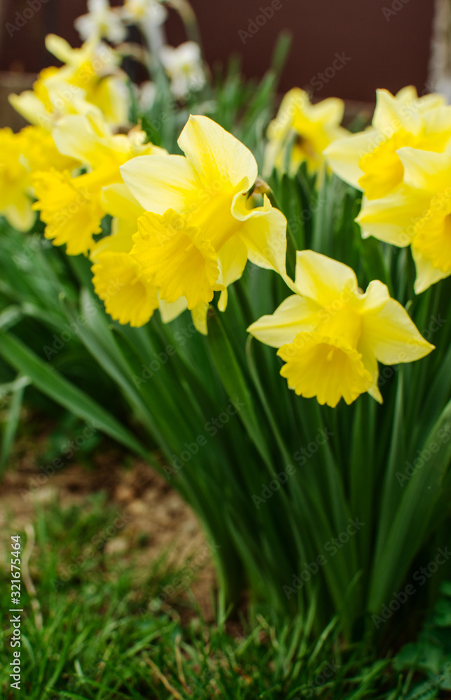 Wonderful daffodil flowers bloom in spring outdoors Wonderful daffodil flowers bloom in spring outdoors