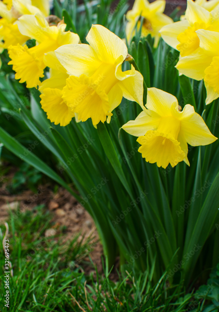 Wonderful daffodil flowers bloom in spring outdoors