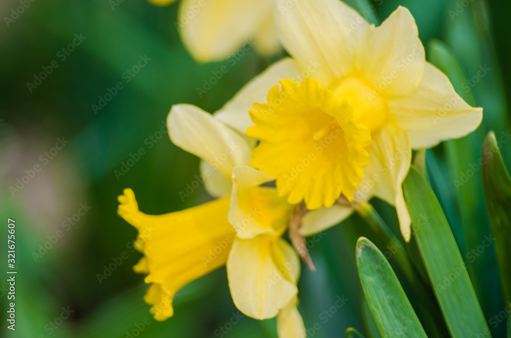 Wonderful daffodil flowers bloom in spring outdoors Wonderful daffodil flowers bloom in spring outdoors
