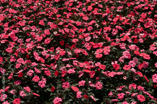 Pink flower garden of sultana impatiens