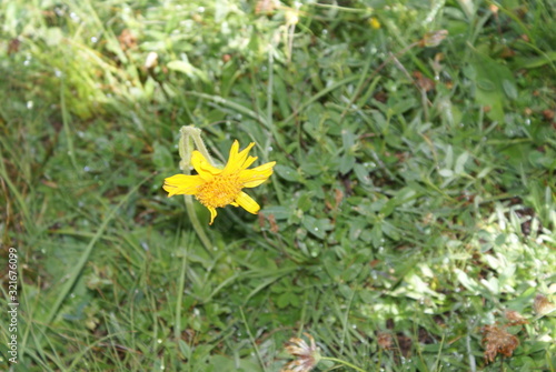 yellow flower in grass