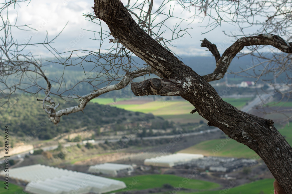 Tree on a hill