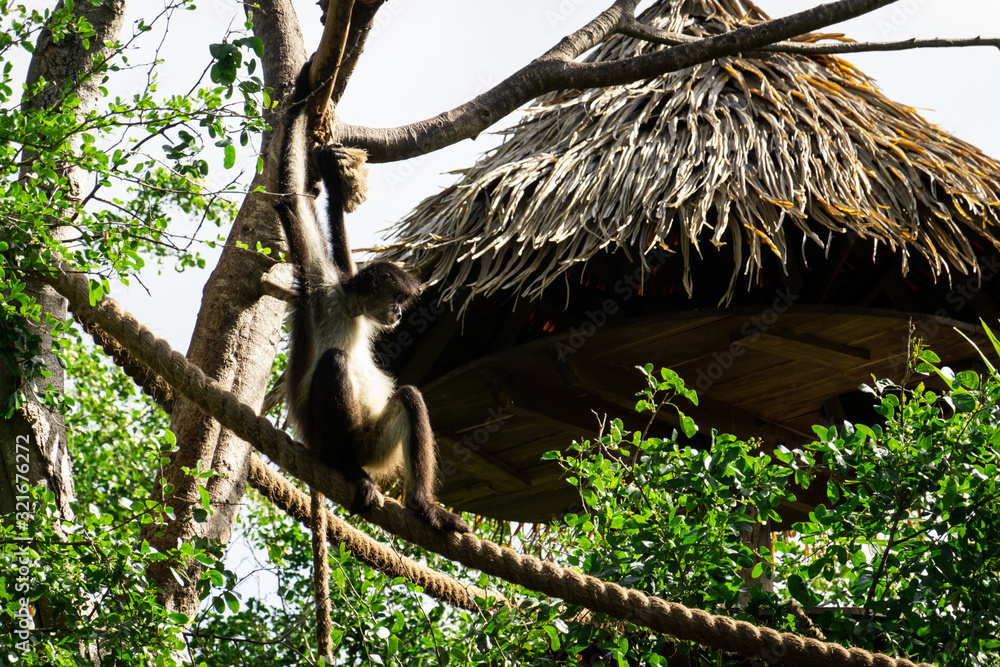 Obraz premium Relaxter Affe