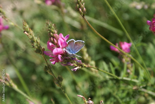 butterfly on a flower