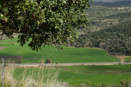 Tree on a hill