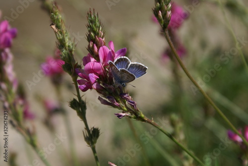 butterfly on a flower
