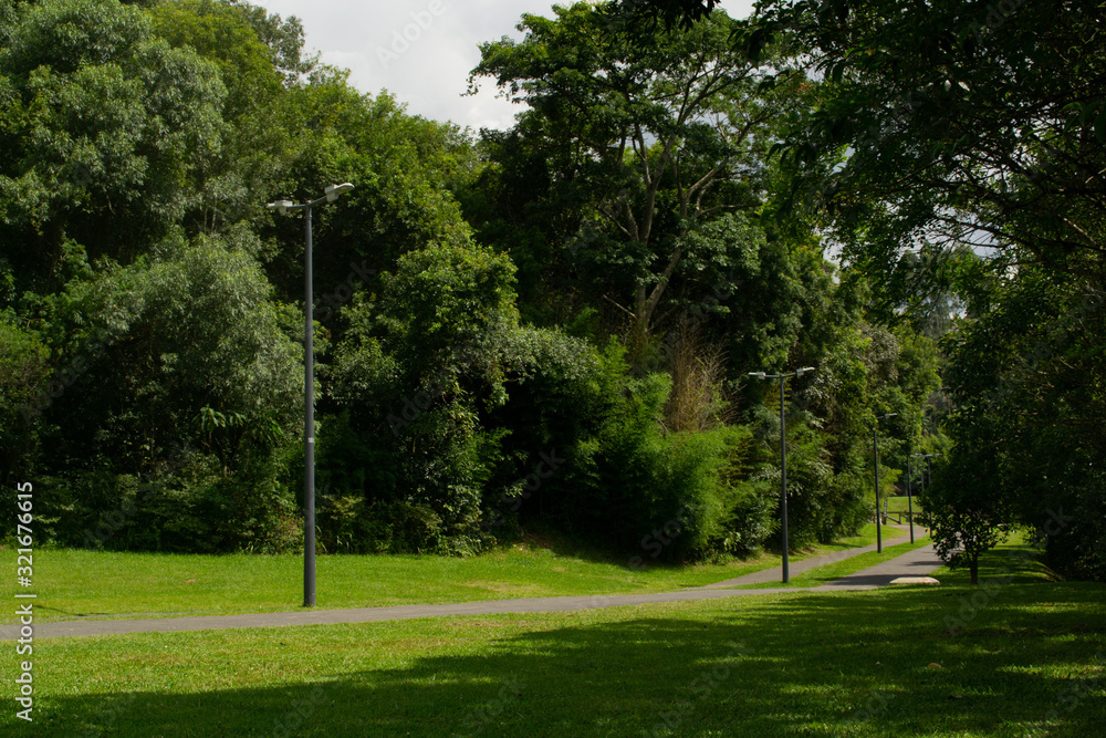 Obraz premium Path between trees on a sunny day